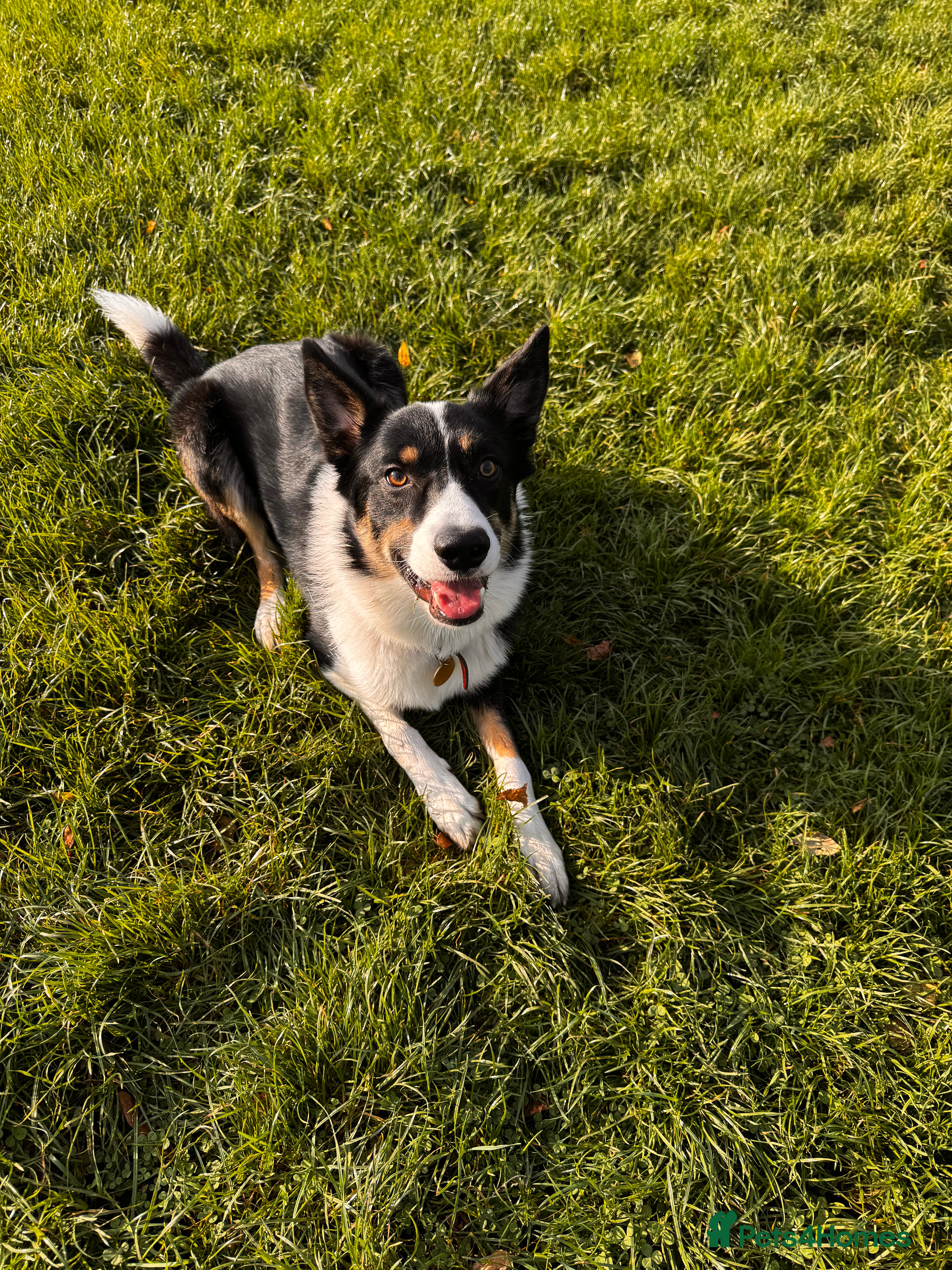 Border Collie dogs Border Collie x Sheep Dog - Advert 1