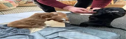 Mixed Breed dogs for stud: Proven Sprocker Spaniel For Stud - Advert 15