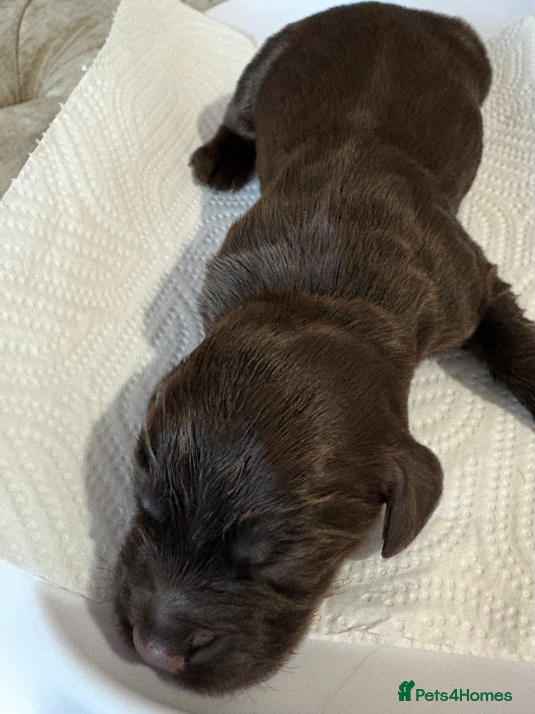 Cocker Spaniel dogs for sale: 3 Adorable kc reg cocker spaniel puppies  - Image 6