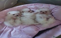 Pomeranian dogs for sale: 💝💝💝High-quality MINI boys💝💝💝 - Image 1