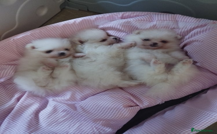 Pomeranian dogs - Advert 2
