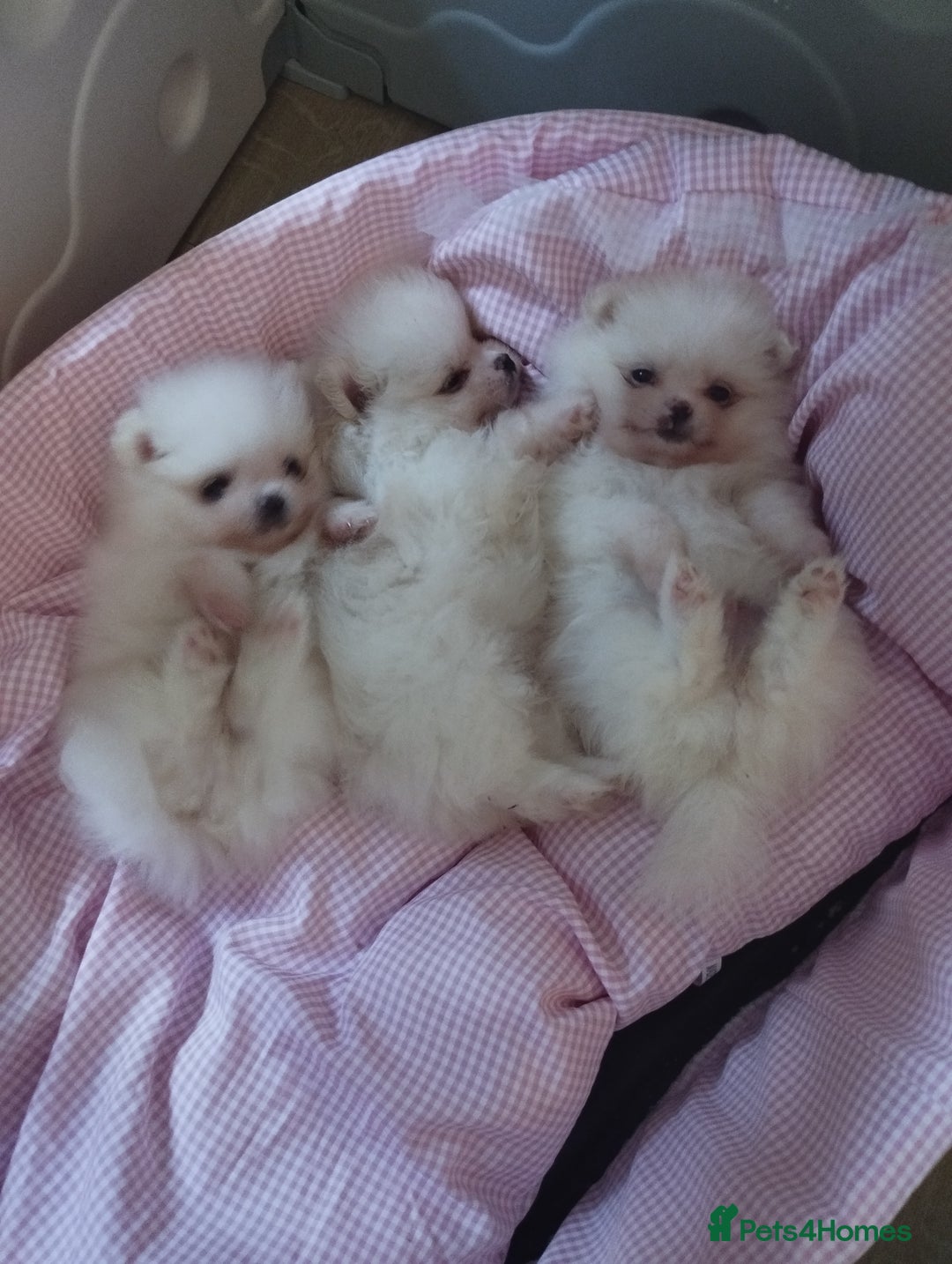 Pomeranian dogs for sale: 💝💝💝High-quality MINI boys💝💝💝 - Image 1