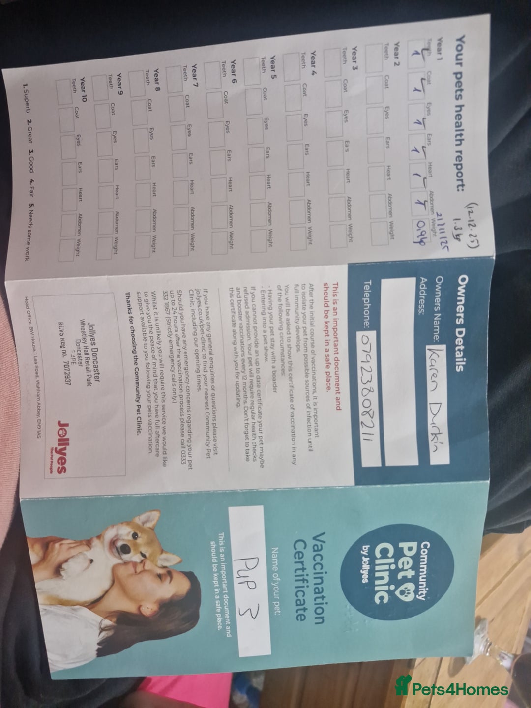 Chihuahua dogs for sale: Chihuahua puppy - Advert 3