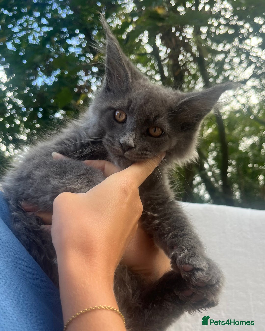 Maine Coon cats for sale: STUNNING MAINE COON SMOKE (tica activereg ) - Image 37