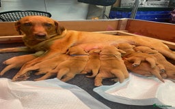 Labrador Retriever dogs for sale: KC Registered Fox Red Labrador Puppies - Image 7