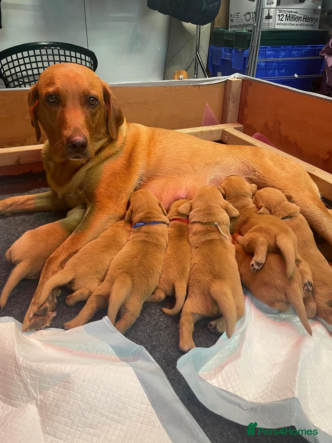 Labrador Retriever dogs for sale: KC Registered Fox Red Labrador Puppies - Image 7