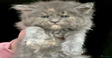 Maine Coon cats - Advert 12