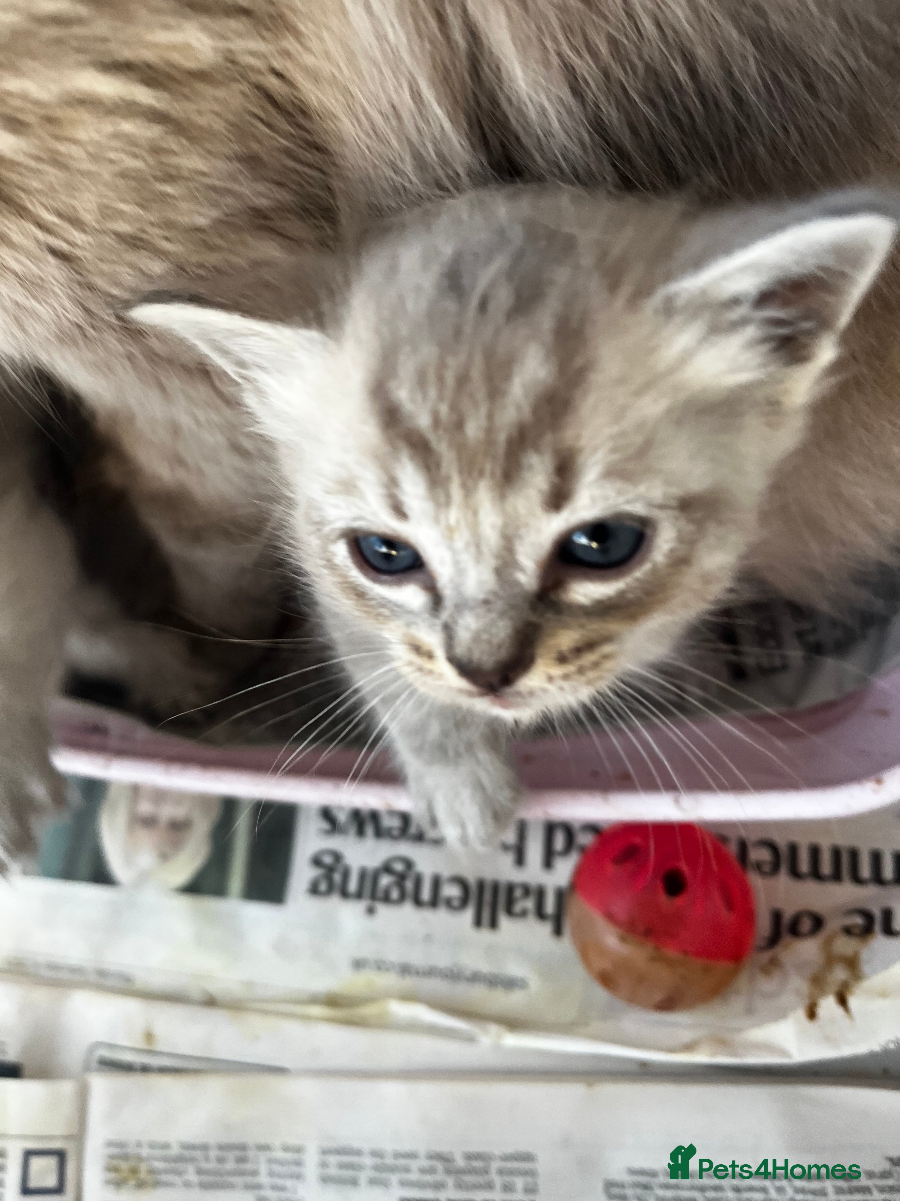 Ragdoll cats Mink ragdolls - Advert 2