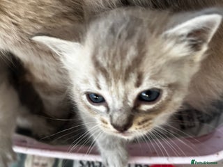 Ragdoll cats Mink ragdolls - Advert 2