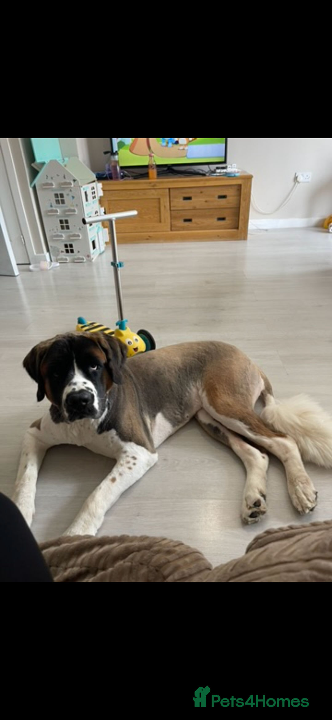 Saint Bernard dogs for sale: Saint Bernard female for rehoming - Advert 1