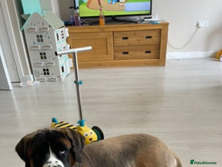 Saint Bernard dogs Saint Bernard female for rehoming - Advert 3