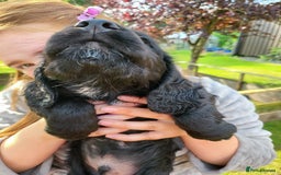 Cocker Spaniel dogs for sale: Beautiful Working Cocker Puppies - Image 7