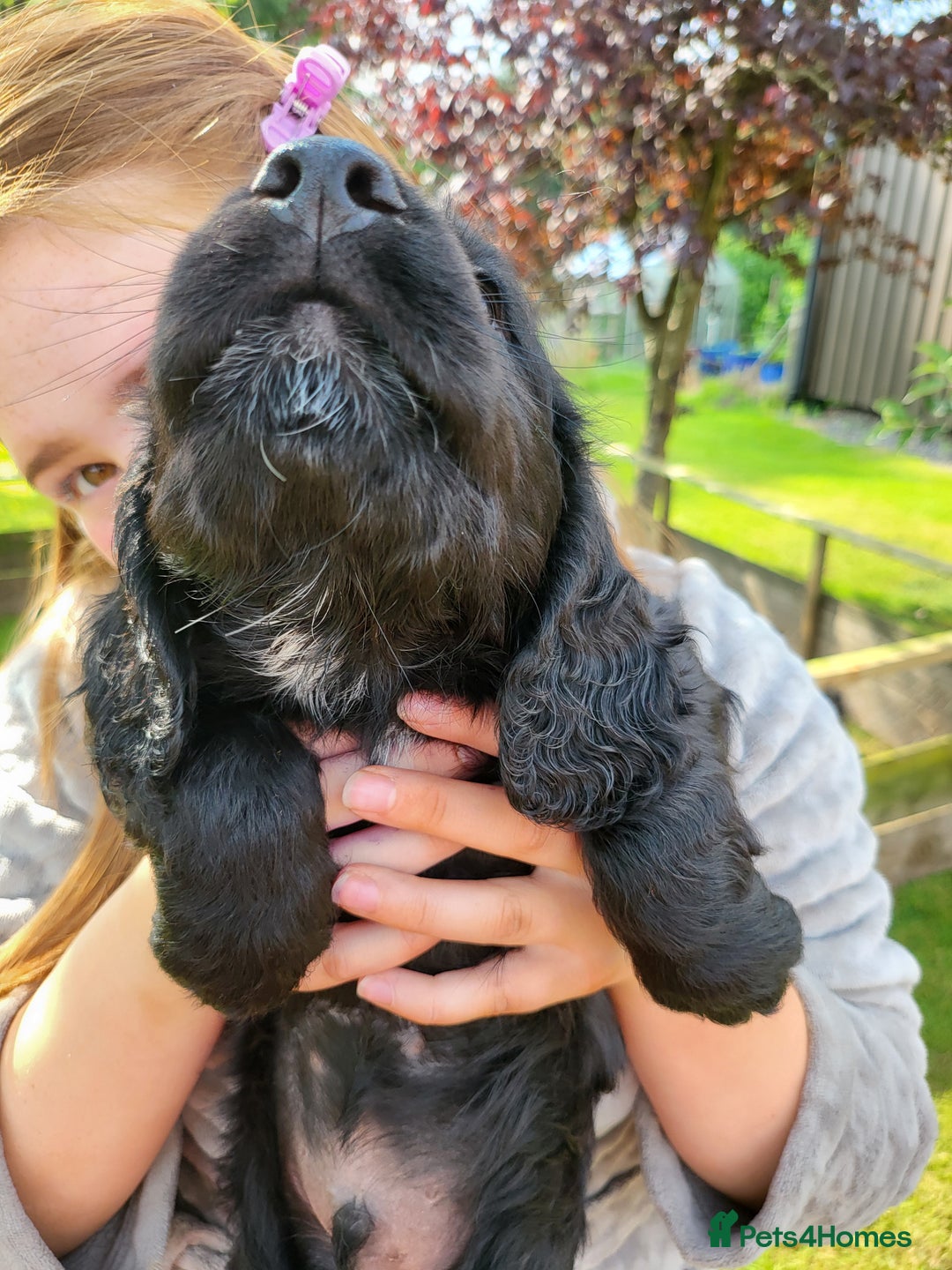 Cocker Spaniel dogs for sale: Beautiful Working Cocker Puppies - Image 7