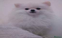 Pomeranian dogs for sale: ☁️RARE SOLID WHITE POMERANIANS ☁️ - Image 16