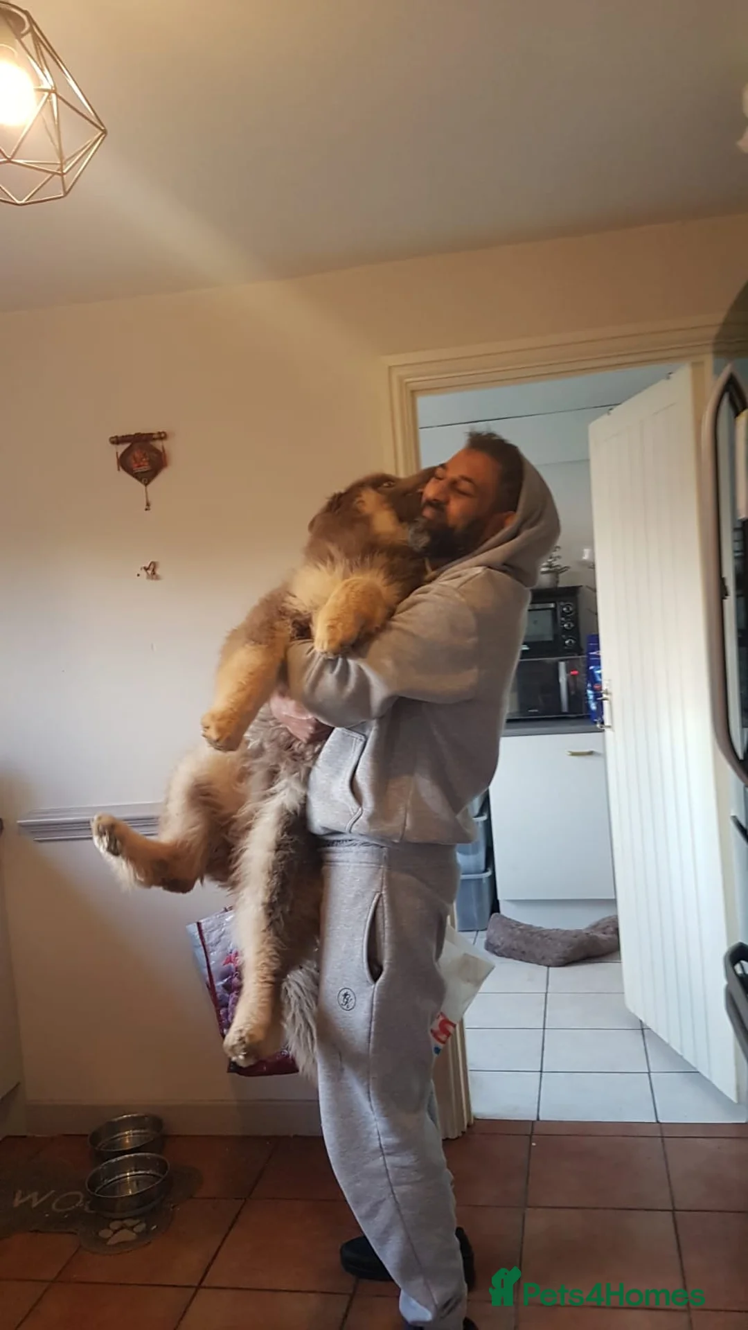 German Shepherd dogs for sale: Meet Sixty. Our Beautiful Isabella German Shepherd - Advert 27