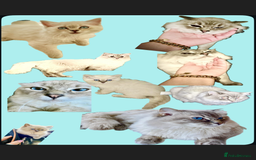 Ragdoll cats for sale: Lovely Ragdoll looking for lovely family - Advert 9