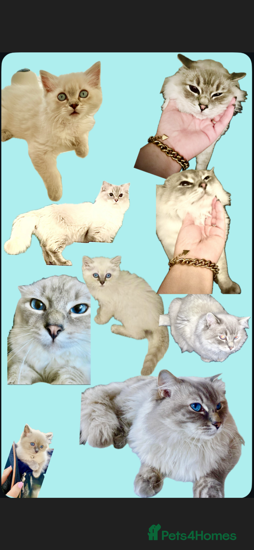 Ragdoll cats for sale: Lovely Ragdoll looking for lovely family - Advert 9