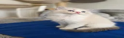 Ragdoll cats for sale: 3 European babies. Champion lines. Tica registered - Advert 6