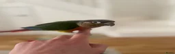 Conures birds for sale: Beautiful Conure SUPER TAME ! - Advert 6