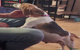 Mixed Breed dogs for sale: Beagle x puppies - Image 6