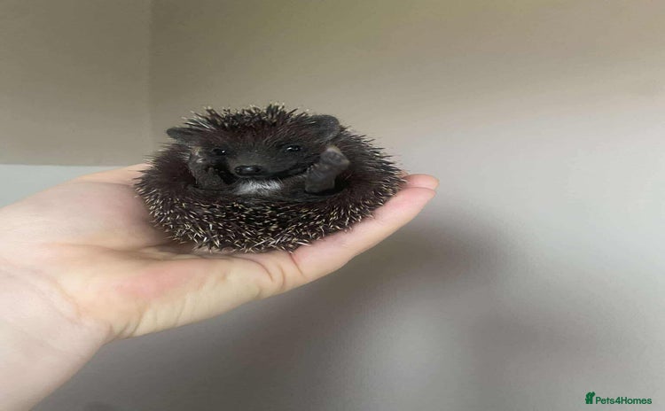 Pygmy Hedgehog rodents - Advert 7