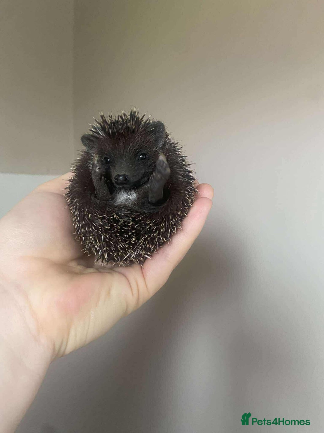 Pygmy Hedgehog rodents for sale: Gorgeous Male Pygmy hog  - Image 1