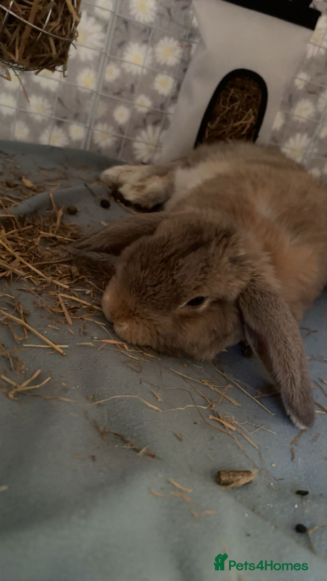 Mini Lop rabbits for sale: Mini lop male rabbit for sale 🤍 - Advert 3