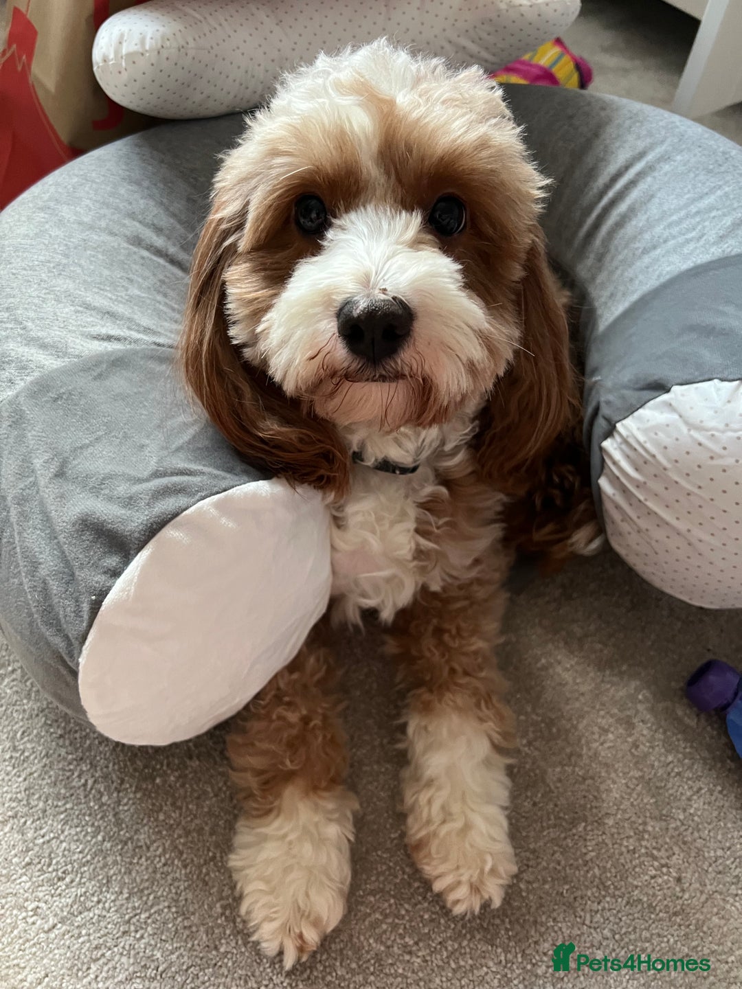 Cavapoo dogs for sale: Teddy bear miniature Cavapoos 🩷 - Advert 3