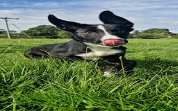 Border Collie dogs for sale: ISDS REGISTER BORDER COLLIE  - Image 4