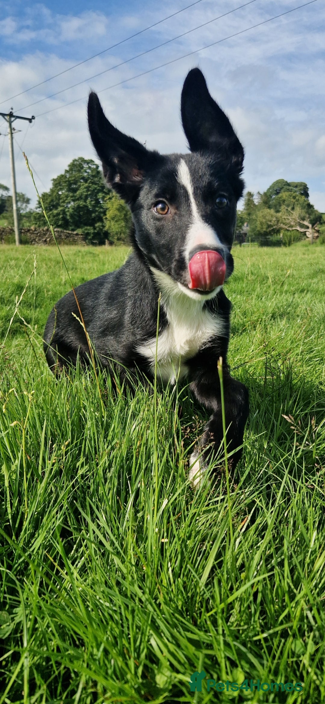 Border Collie dogs for sale: ISDS REGISTER BORDER COLLIE  - Image 4