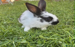 Continental Giant rabbits for sale: Baby Rabbits  - Image 12