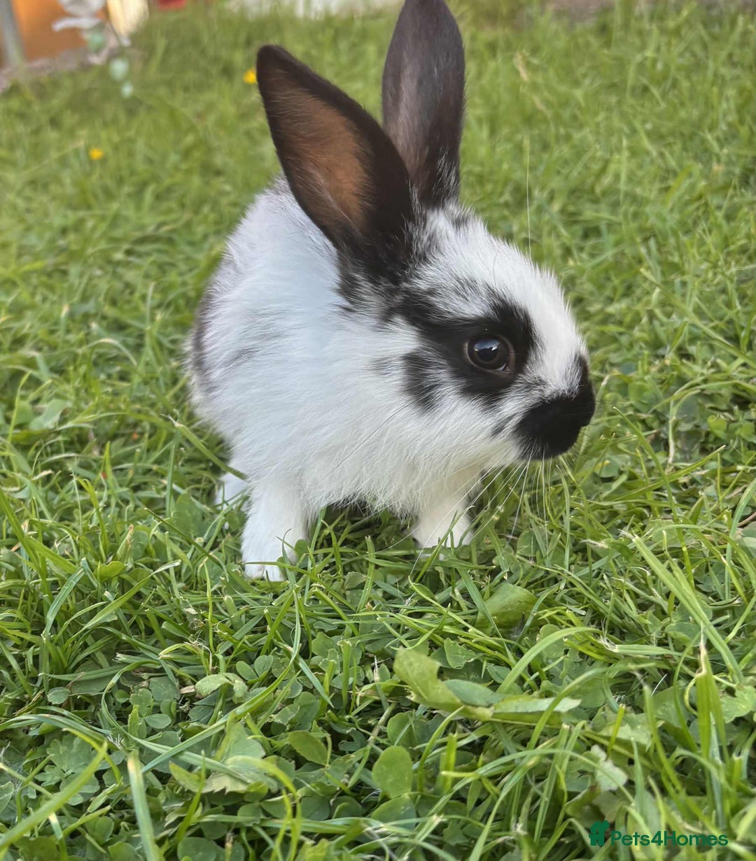 Continental Giant rabbits for sale: Baby Rabbits  - Image 12