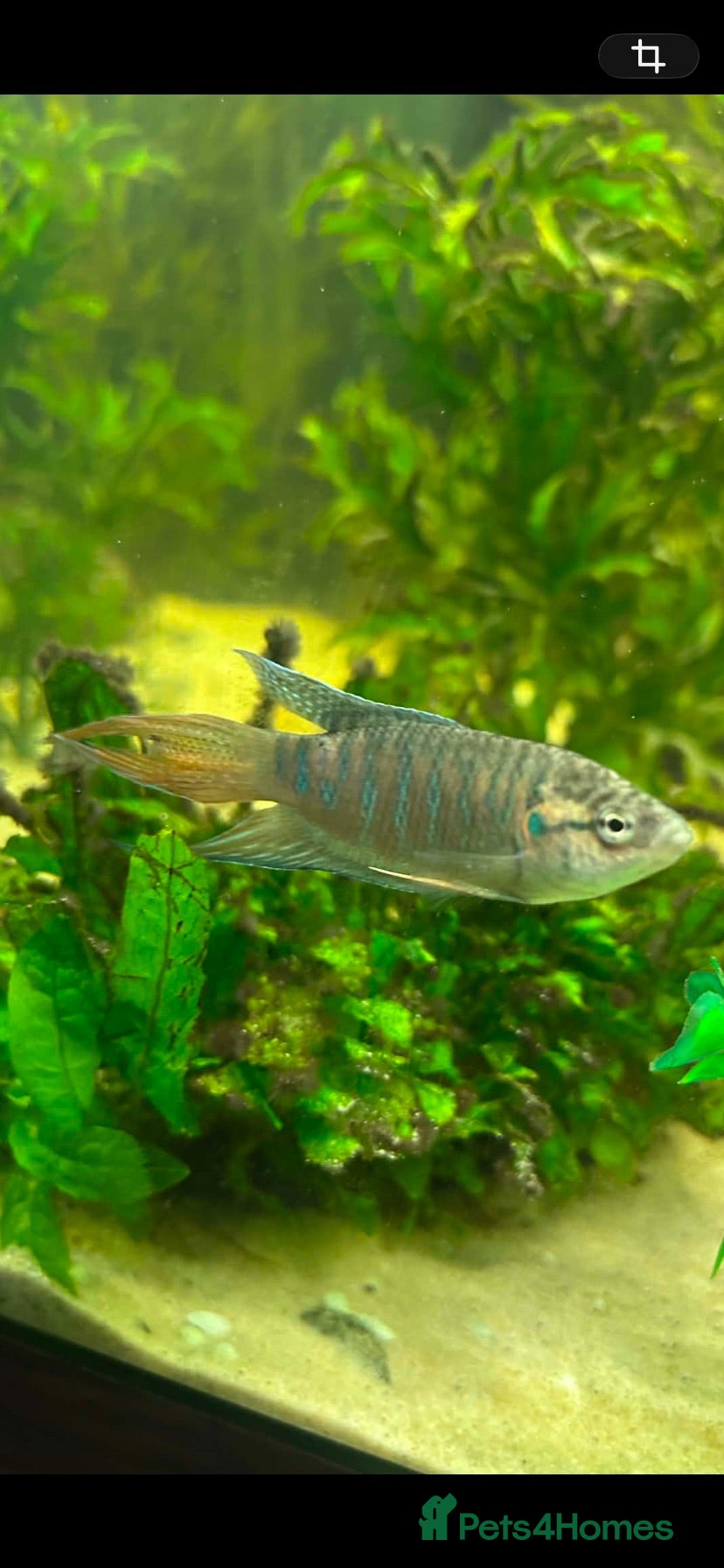 Other/Mixed Breed fish Paradise fish looking for a caring home - Advert 7