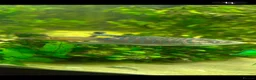 Other/Mixed Breed fish for sale: Paradise fish looking for a caring home in Sutton-in-Ashfield - Advert 1