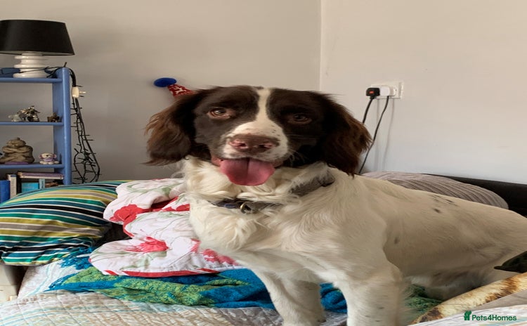 English Springer Spaniel dogs in Lydney - Advert 5