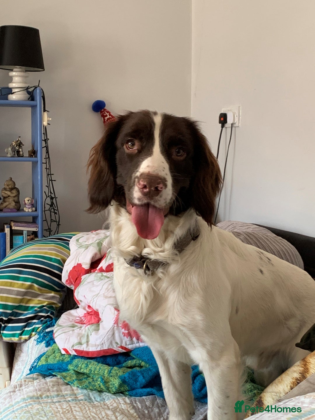 English Springer Spaniel dogs for stud: KC registered English Springer Spaniel for stud in Lydney - Image 1
