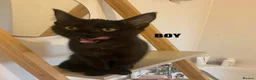Maine Coon cats for sale: Maine coon cross kittens  - Advert 6