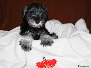 Miniature Schnauzer dogs Charming Mini Schnauzers with KC registration - Advert 3