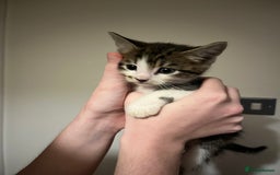 Mixed Breed cats for sale: Kittens ready to go! - Advert 3