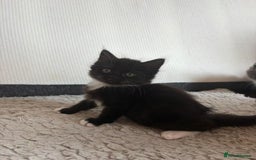 British Shorthair cats for sale: Litter of kittens for sale - Image 3