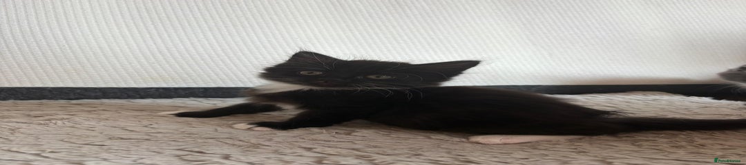 British Shorthair Kitten 4