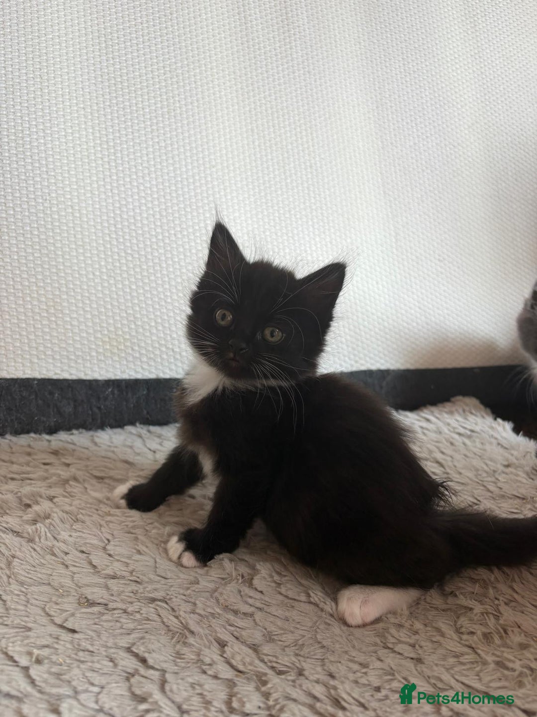 British Shorthair cats for sale: Litter of kittens for sale - Image 3