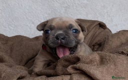 French Bulldog dogs for sale: Beautiful litter of French Bulldog puppies  - Advert 9