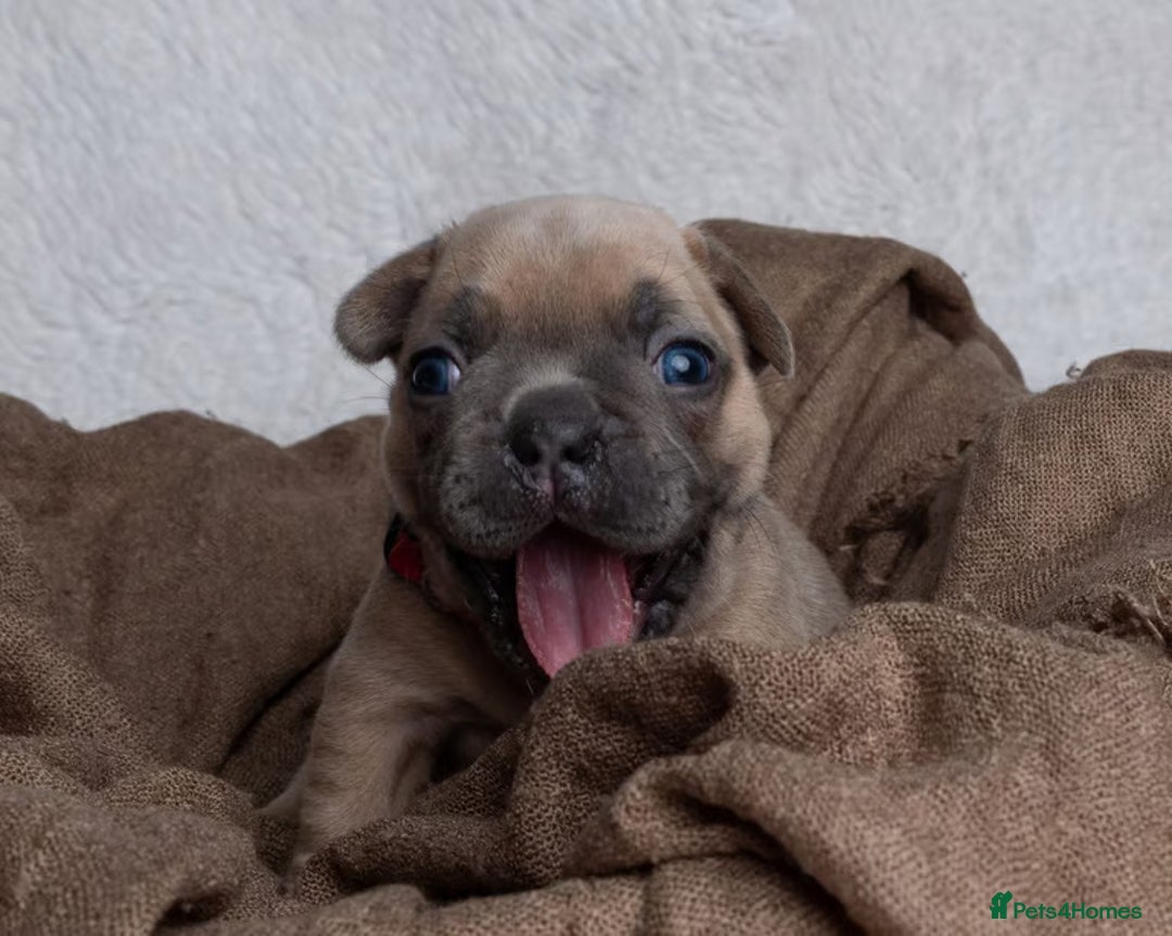 French Bulldog dogs for sale: Beautiful litter of French Bulldog puppies  - Advert 9