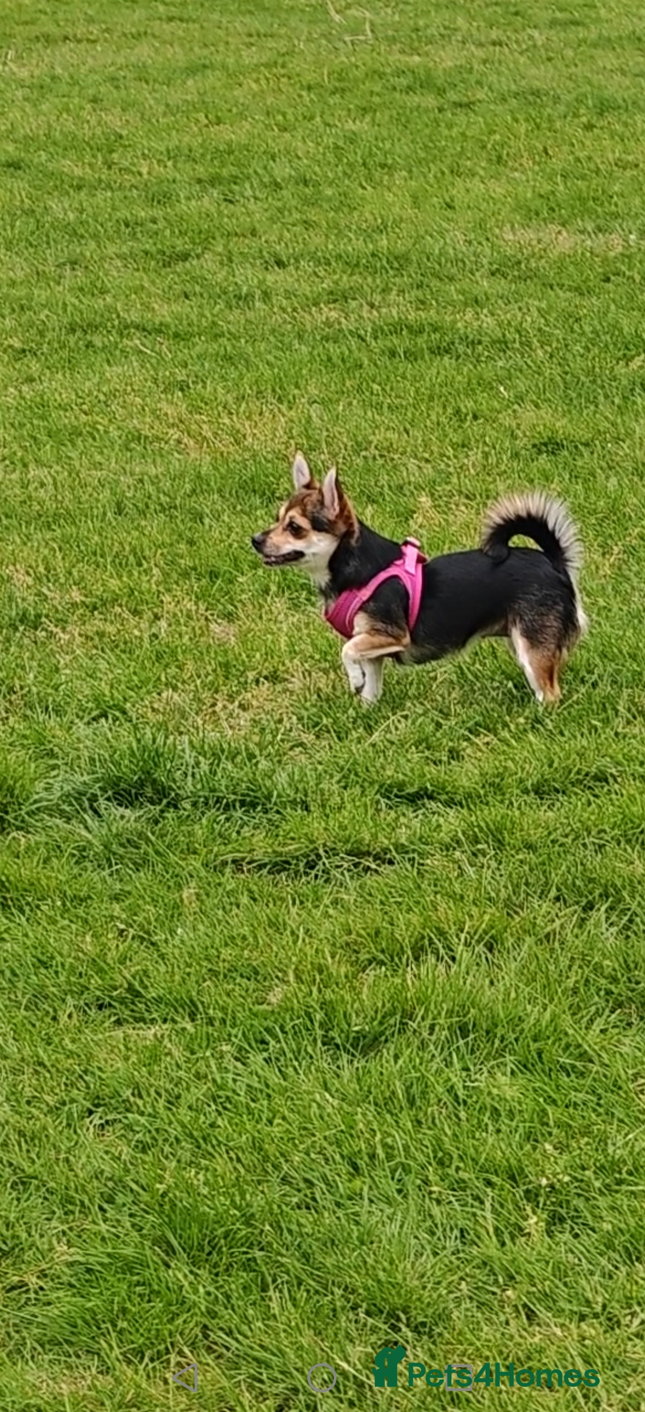 Mixed Breed dogs  Her name is Bow - Advert 1