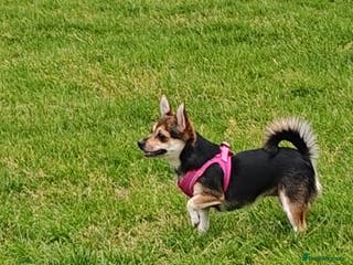 Mixed Breed dogs Her name is Bow - Advert 1