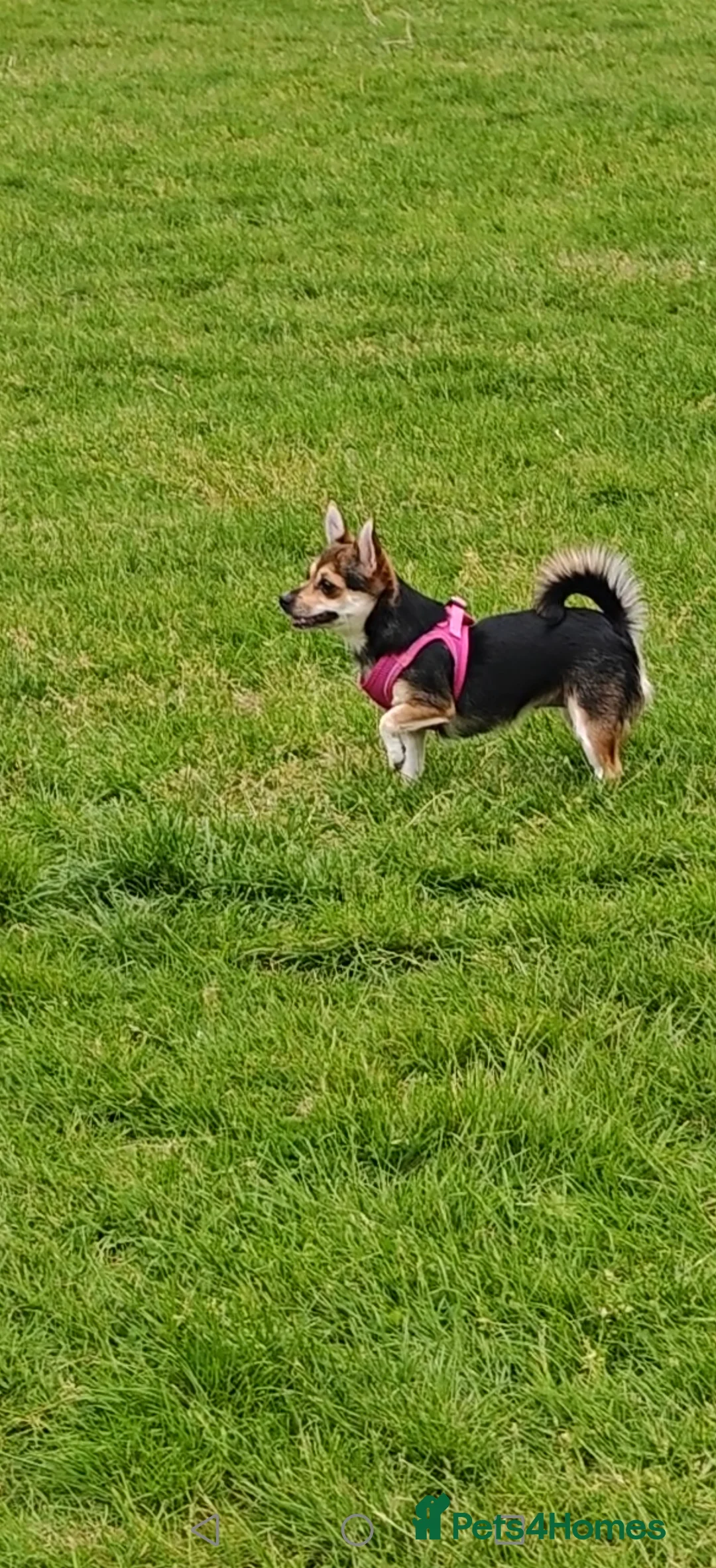 Mixed Breed dogs for stud:  Her name is Bow - Advert 1