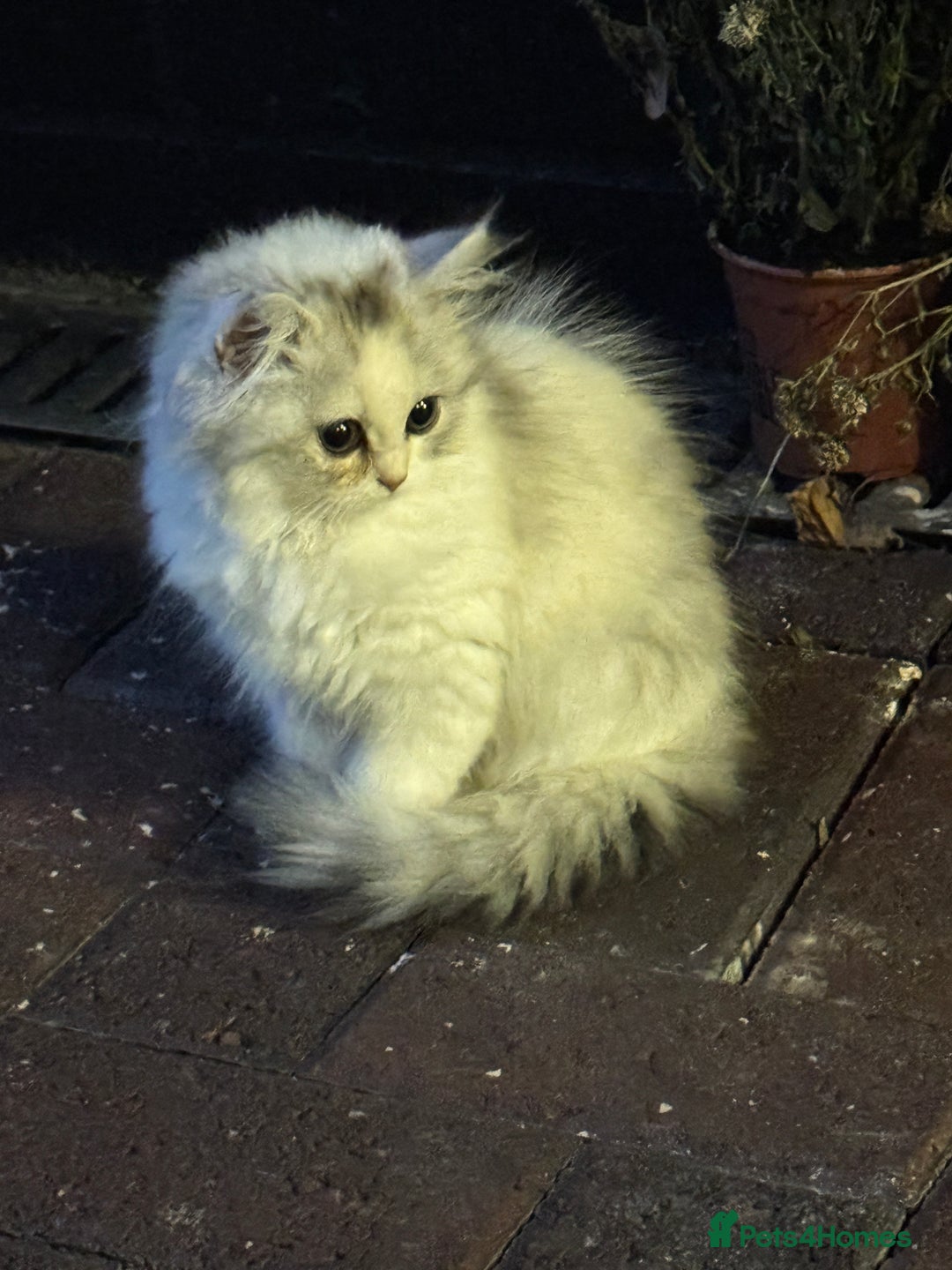 Persian cats for sale: Lovely Persian cats  - Image 4