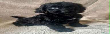Cockapoo Puppy 1
