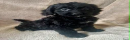 Cockapoo dogs for sale: Beautiful Cockapoo Puppies For Sale - Advert 4
